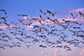 flock of Canada gooses Royalty Free Stock Photo