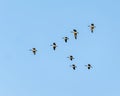 Flock of Canadian geese in flight above the Grand River in Oklahoma. Royalty Free Stock Photo