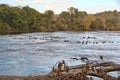 Flock of Canadian Geese Floating on the Hudson River Royalty Free Stock Photo