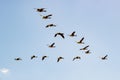 Flock of Canadian geese flying against blue sky in V formation Royalty Free Stock Photo