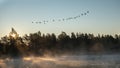 Flock of Canadian Geese flying over lake and forest with rising mist in golden glowing morning sunrise. Clear blue sky Royalty Free Stock Photo