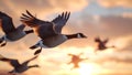 A flock of Canadian geese flying in the sky Royalty Free Stock Photo