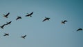 Flock of Canadian Geese flying very close over head in golden evening sunlight. Clear blue sky before Sunset