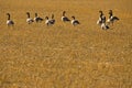 Flock of Canadian Geese in harvested field Royalty Free Stock Photo