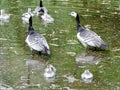 Flock of canadian  geese swimming in summer   pond in Helsinki, Finland Royalty Free Stock Photo