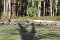 Geese in the tree shadow