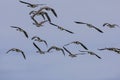 Flock of Canadian gooses in flight