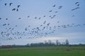 flock of canada geese flying over a misty winter landscape with bare trees in the flemish countryside Royalty Free Stock Photo