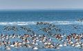 Flock of Canvasback ducks on the Chesapeake bay in Maryland Royalty Free Stock Photo