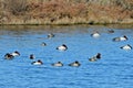 Flock of Canvasback Ducks