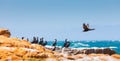 A flock of Cape cormorant aquatic sea birds on the coast of False Bay, Cape Town, South Africa