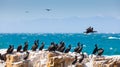 A flock of Cape Cormorant aquatic sea birds taking flight off the coast of Cape Town