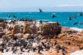 A flock of Cape Cormorant aquatic sea birds taking flight off the coast of Cape Town