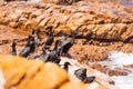 A flock of Cape cormorant aquatic sea birds on the coast of False Bay, Cape Town, South Africa