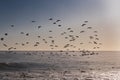 A flock of Cape cormorant or Cape shag