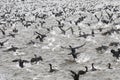 Flock of Cape Cormorants