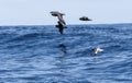 A flock of Cape Petrel Daption capense soaring over the vast expanse of the ocean, their wings outstretched in flight