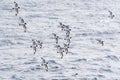 A flock of Cape Petrels (pintados) follows a ship in the Southern Ocean