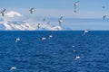 A flock of Cape Petrels with some Southern Fulmars in flight in Antarctica