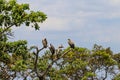 Flock of Cape vultures or Cape griffon (Gyps coprotheres)