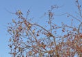 A flock of Cardinals in a Crab Apple Tree