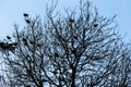 Flock of carrion crows sitting perched in a leafless tree in winter Royalty Free Stock Photo