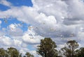 Flock of cattle egrerts flying in the sky