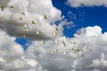 Flock of cattle egrerts flying in the sky with thick white clouds