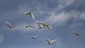 Flock of cattle egret in flight Royalty Free Stock Photo