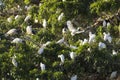 Flock of cattle egret and sacred ibis in tree
