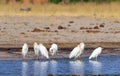 Flock of cattle egrets at the waters edge in Hwange