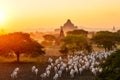 Flock of cattle moving among pagodas in Bagan, Myanmar Royalty Free Stock Photo