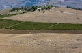 Flock of cattle near Segesta, Sicily Royalty Free Stock Photo