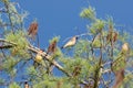 Flock of Cedar waxwing bird Bombycilla cedrorum perch on a tree Royalty Free Stock Photo