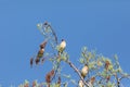 Flock of Cedar waxwing bird Bombycilla cedrorum perch on a tree Royalty Free Stock Photo