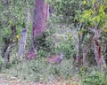 A Flock of Cheetal Deer