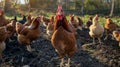 The flock of chickens..AI generated image Royalty Free Stock Photo