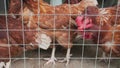 The flock of chickens eating food in a cage at an agricultural livestock farm.