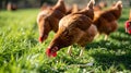 flock of chickens grazing on the grass. Hens on a traditional poultry organic farm. AI Generative Royalty Free Stock Photo