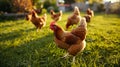flock of chickens grazing on the grass. Hens on a traditional poultry organic farm. AI Generative Royalty Free Stock Photo