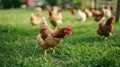 flock of chickens grazing on the grass. Hens on a traditional poultry organic farm. AI Generative Royalty Free Stock Photo