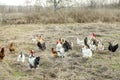 Flock of chickens and roosters