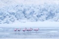 Flock of Chilean flamingos, Phoenicopterus chilensis, nice pink big birds with long necks, dancing in water, animals in the nature Royalty Free Stock Photo