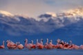 Flock of Chilean flamingos, Phoenicopterus chilensis, nice pink big birds with long necks, dancing in water, animals in the nature Royalty Free Stock Photo