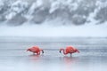 Flock of Chilean flamingos, Phoenicopterus chilensis, nice pink big birds with long necks, dancing in water, animals in the nature