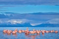 Flock of Chilean flamingos, Phoenicopterus chilensis, nice pink big birds with long necks, dancing in water, animals in the nature Royalty Free Stock Photo