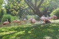 Flock of Chilean flamingos preening itself at green summer outdoor background