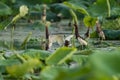 Chinese pond heron in lotus pond