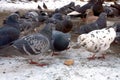 A flock of city pigeons peck grain