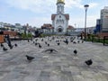 A flock of city pigeons in the square, people are not afraid of birds here